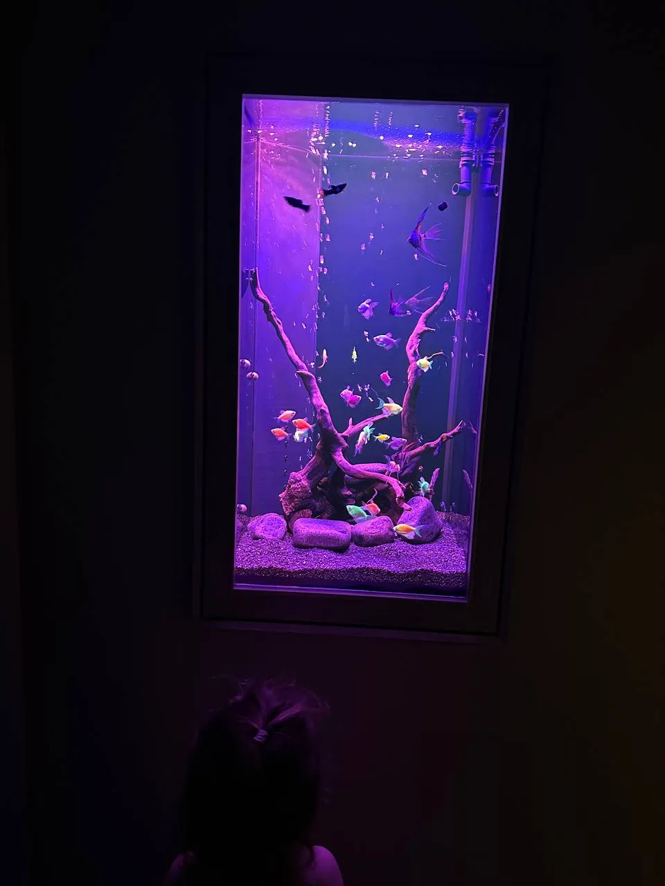 Элегантный встроенный аквариум-картина с флуоресцентными GloFish 70л - фото 3