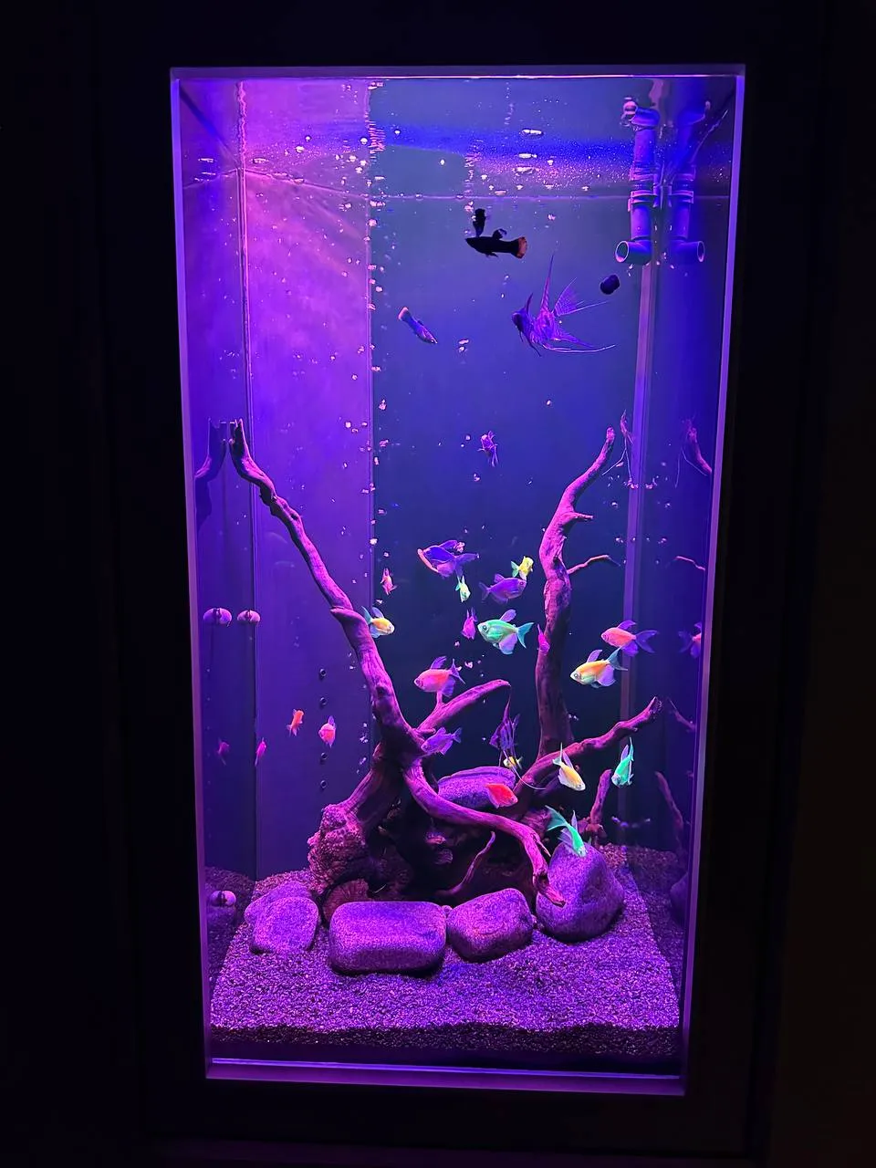 Элегантный встроенный аквариум-картина с флуоресцентными GloFish 70л - фото 6